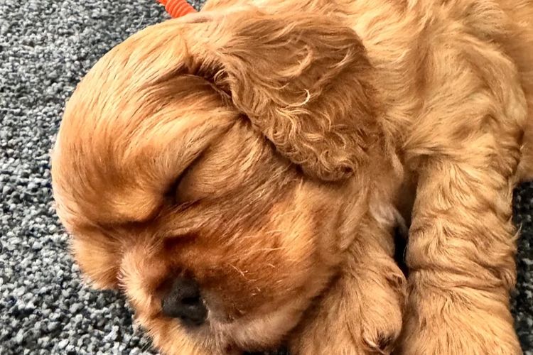 MayBelDREAM CAVALIERS ~  ANKC Dogs Australia