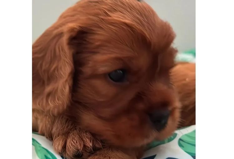 MayBelDREAM CAVALIERS ~  ANKC Dogs Australia