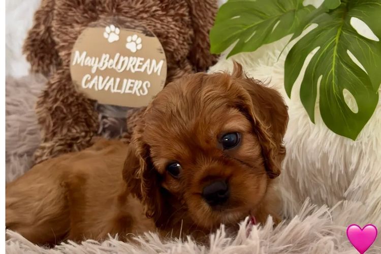 MayBelDREAM CAVALIERS ~  ANKC Dogs Australia