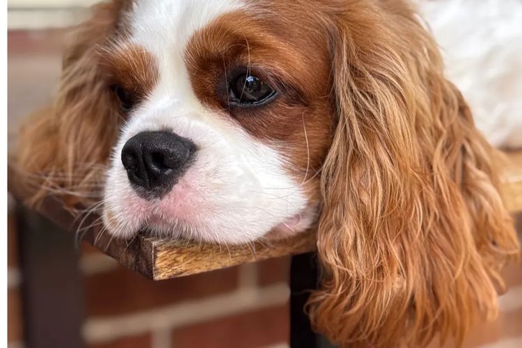 MayBelDREAM CAVALIERS ~  ANKC Dogs Australia