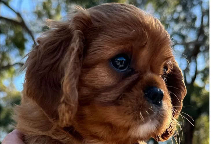 MayBelDREAM CAVALIERS ~  ANKC Dogs Australia