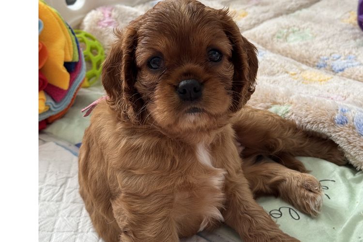 MayBelDREAM CAVALIERS ~  ANKC Dogs Australia
