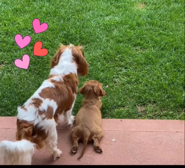 MayBelDREAM CAVALIERS ~  ANKC Dogs Australia