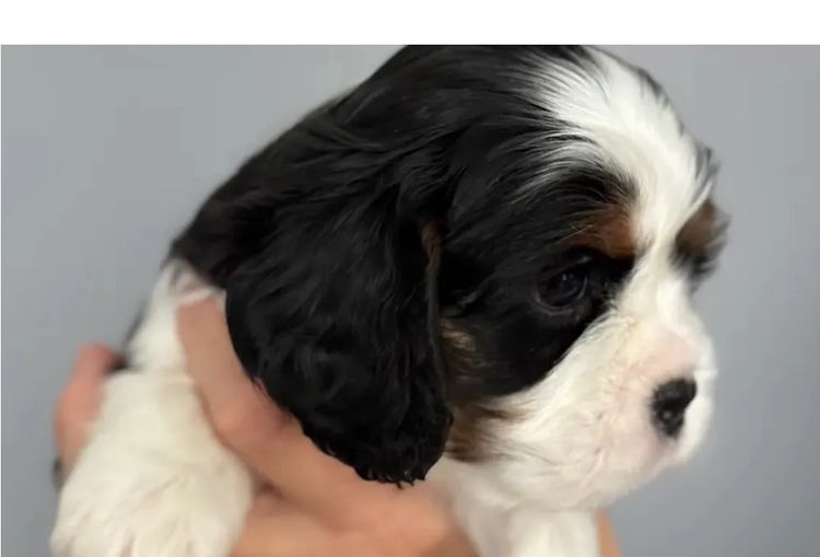 MayBelDREAM CAVALIERS ~  ANKC Dogs Australia