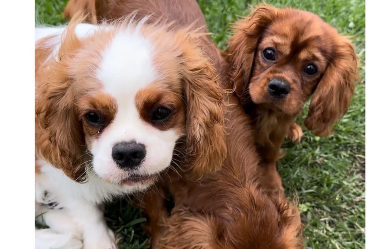 MayBelDREAM CAVALIERS ~  ANKC Dogs Australia