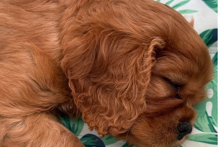 MayBelDREAM CAVALIERS ~  ANKC Dogs Australia