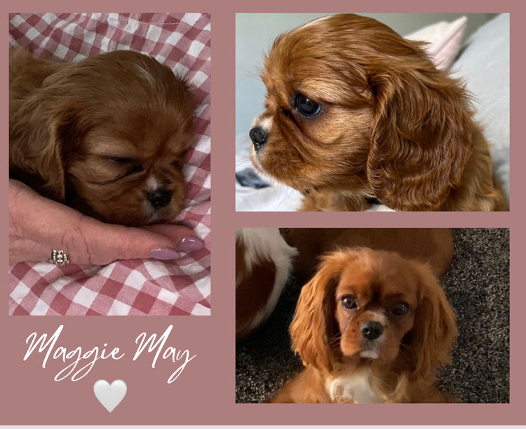 MayBelDREAM CAVALIERS ~  ANKC Dogs Australia