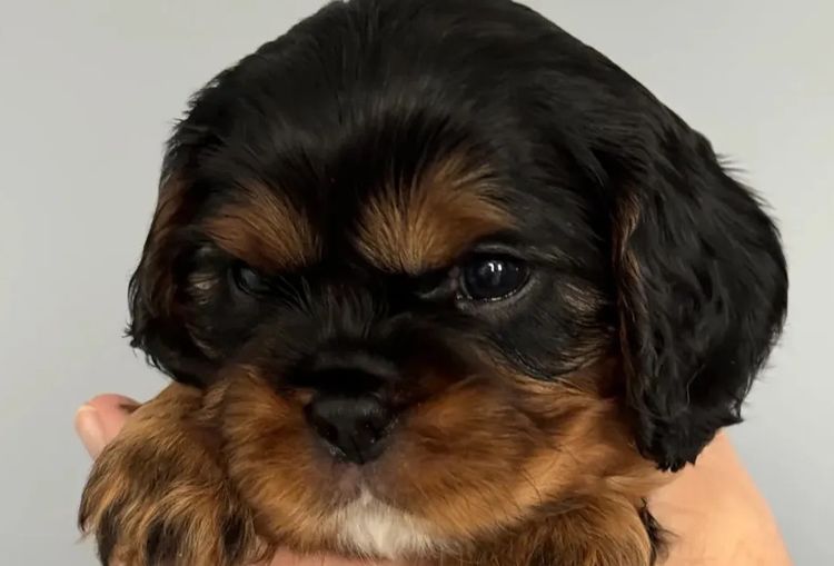 MayBelDREAM CAVALIERS ~  ANKC Dogs Australia