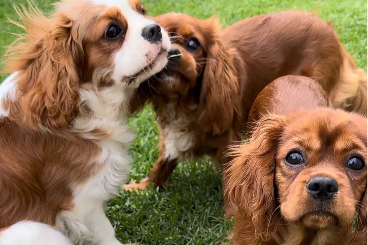 MayBelDREAM CAVALIERS ~  ANKC Dogs Australia