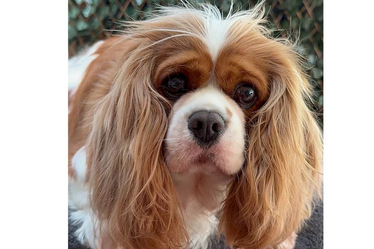 MayBelDREAM CAVALIERS ~  ANKC Dogs Australia