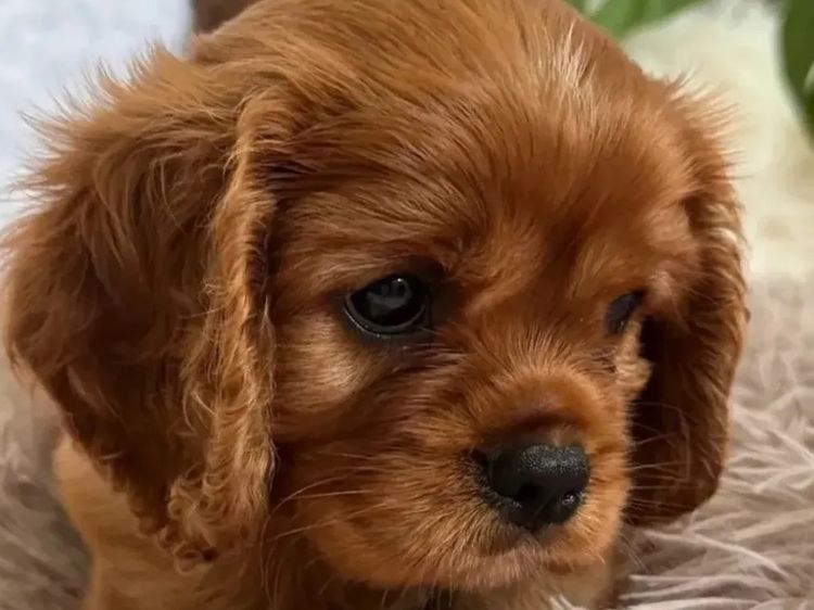 MayBelDREAM CAVALIERS ~  ANKC Dogs Australia