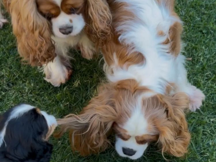 MayBelDREAM CAVALIERS ~  ANKC Dogs Australia