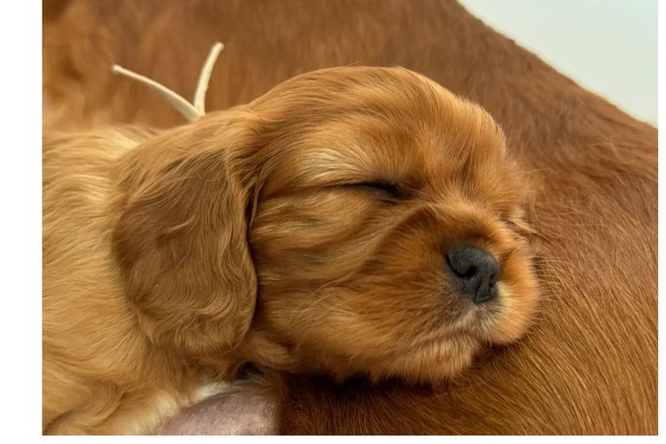 MayBelDREAM CAVALIERS ~  ANKC Dogs Australia