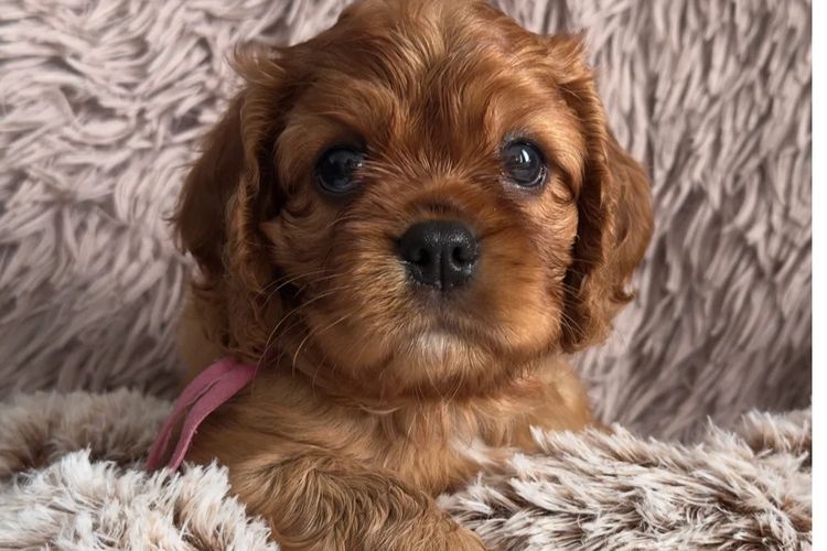 MayBelDREAM CAVALIERS ~  ANKC Dogs Australia