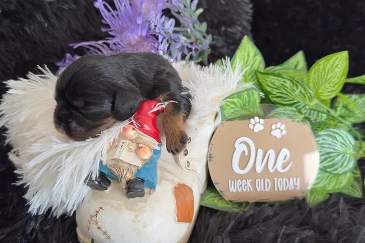 MayBelDREAM CAVALIERS ~  ANKC Dogs Australia