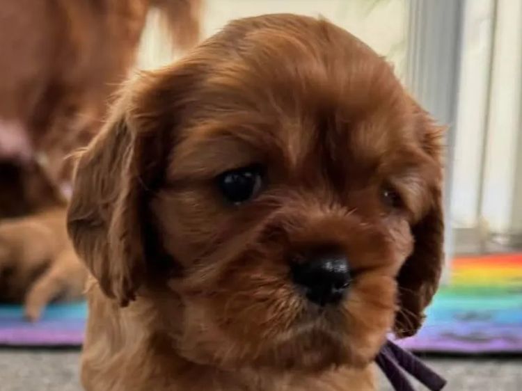 MayBelDREAM CAVALIERS ~  ANKC Dogs Australia