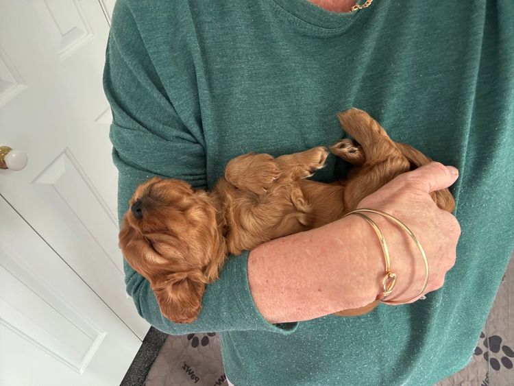 MayBelDREAM CAVALIERS ~  ANKC Dogs Australia