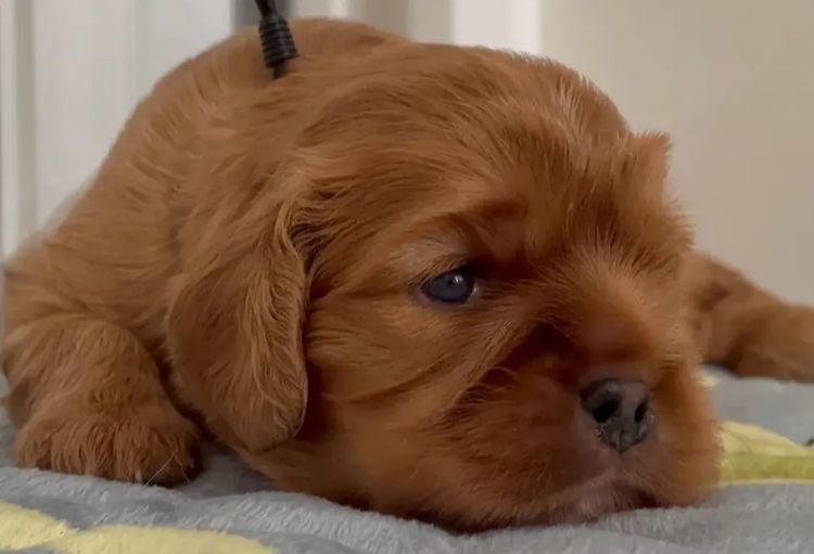 MayBelDREAM CAVALIERS ~  ANKC Dogs Australia
