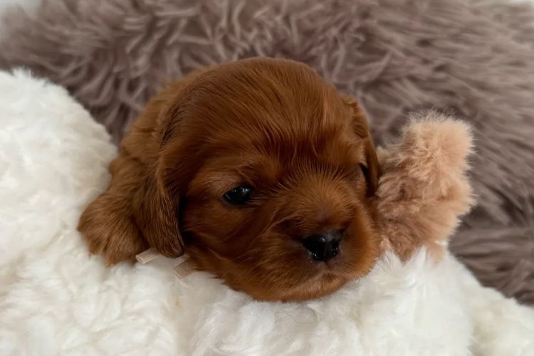 MayBelDREAM CAVALIERS ~  ANKC Dogs Australia