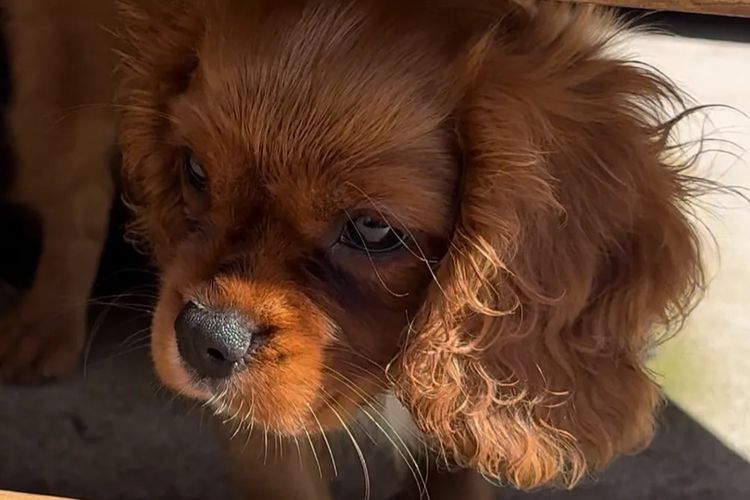 MayBelDREAM CAVALIERS ~  ANKC Dogs Australia