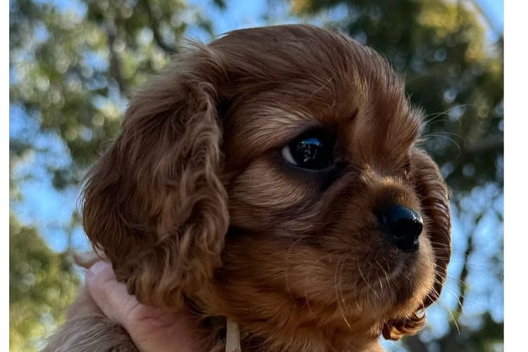 MayBelDREAM CAVALIERS ~  ANKC Dogs Australia