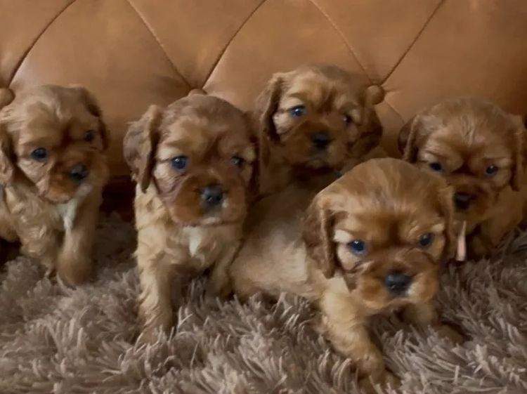 MayBelDREAM CAVALIERS ~  ANKC Dogs Australia