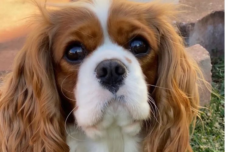 MayBelDREAM CAVALIERS ~  ANKC Dogs Australia