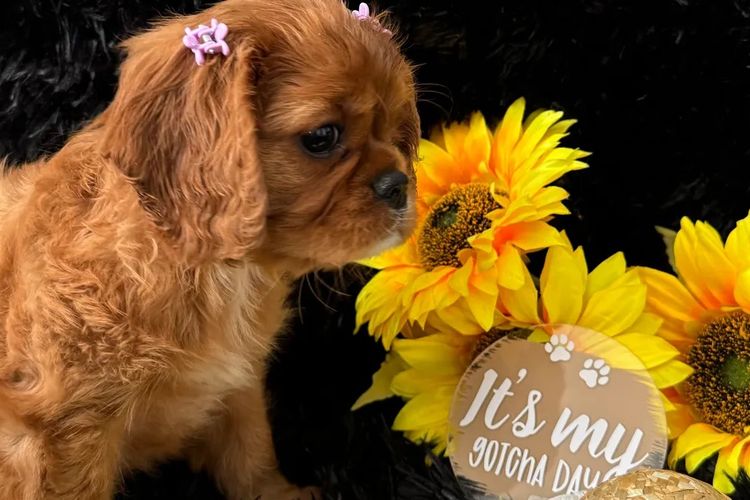MayBelDREAM CAVALIERS ~  ANKC Dogs Australia