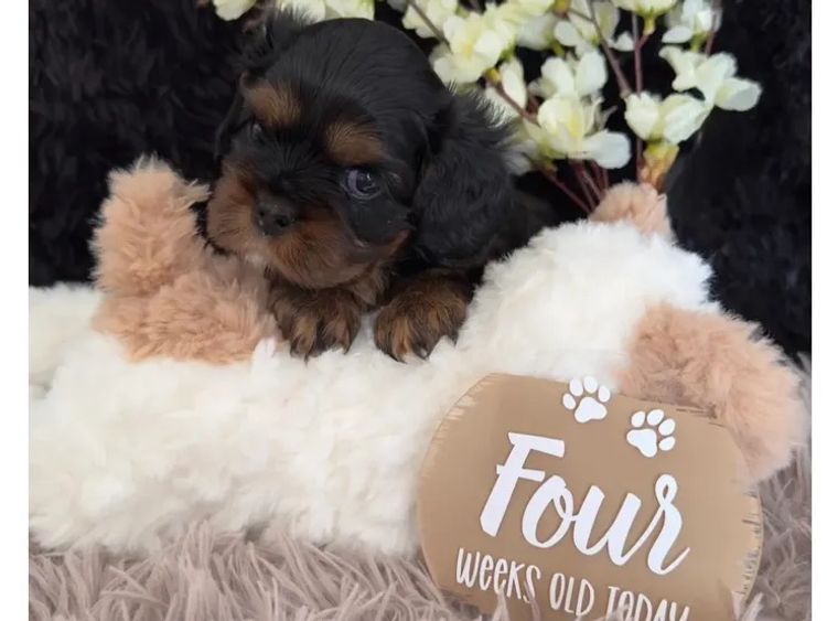 MayBelDREAM CAVALIERS ~  ANKC Dogs Australia
