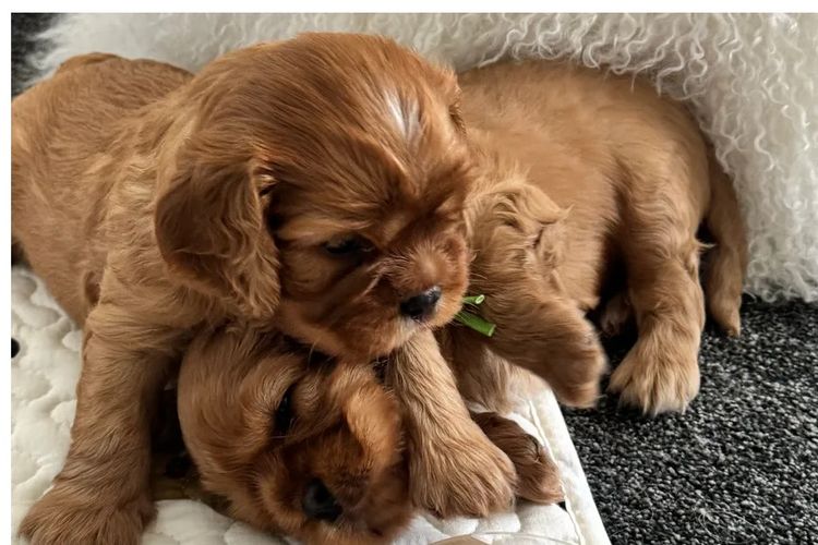 MayBelDREAM CAVALIERS ~  ANKC Dogs Australia