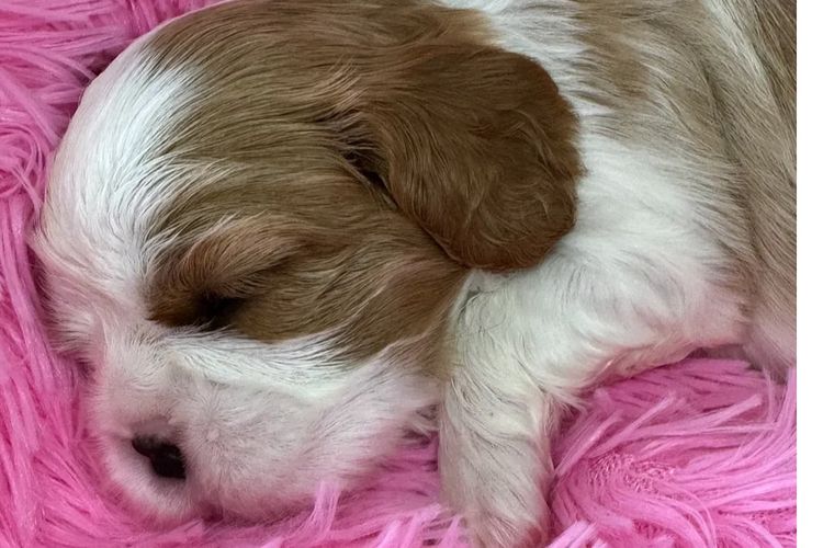 MayBelDREAM CAVALIERS ~  ANKC Dogs Australia