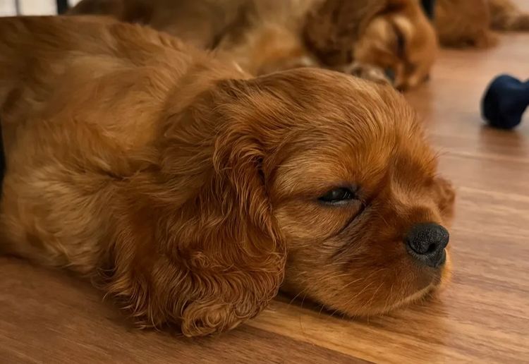 MayBelDREAM CAVALIERS ~  ANKC Dogs Australia
