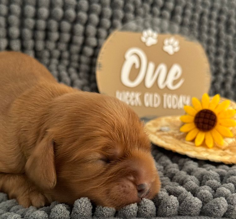 MayBelDREAM CAVALIERS ~  ANKC Dogs Australia