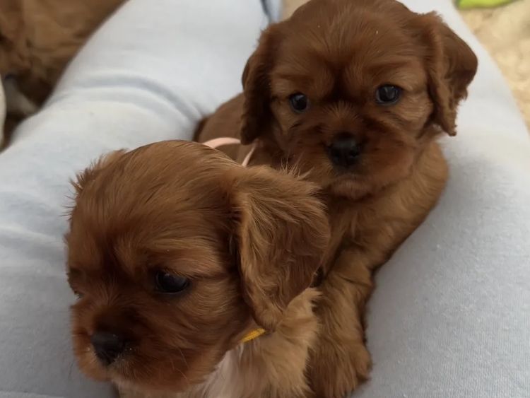 MayBelDREAM CAVALIERS ~  ANKC Dogs Australia