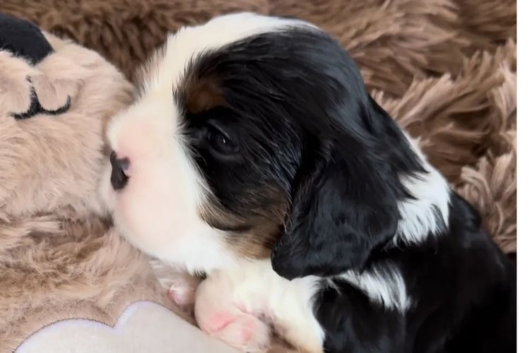 MayBelDREAM CAVALIERS ~  ANKC Dogs Australia