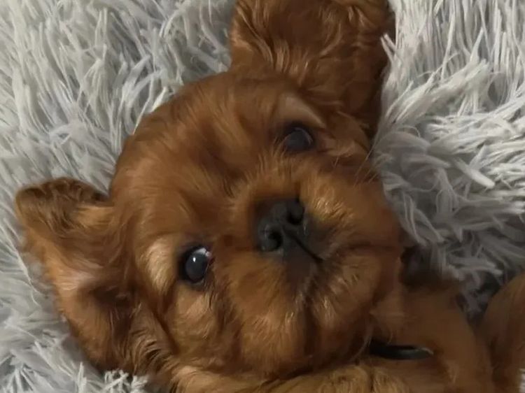 MayBelDREAM CAVALIERS ~  ANKC Dogs Australia