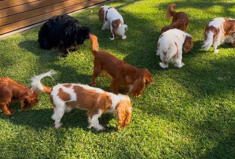 MayBelDREAM CAVALIERS ~  ANKC Dogs Australia