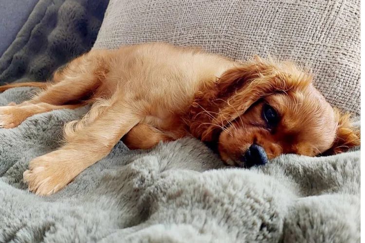 MayBelDREAM CAVALIERS ~  ANKC Dogs Australia