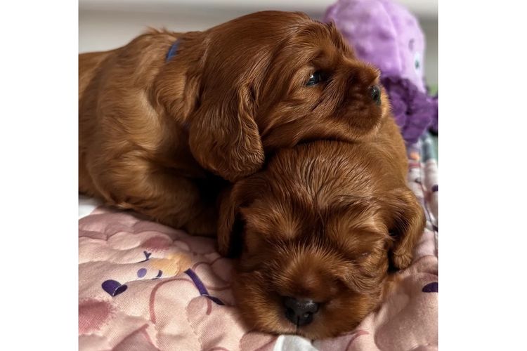 MayBelDREAM CAVALIERS ~  ANKC Dogs Australia