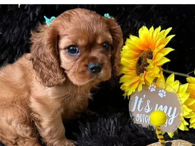 MayBelDREAM CAVALIERS ~  ANKC Dogs Australia