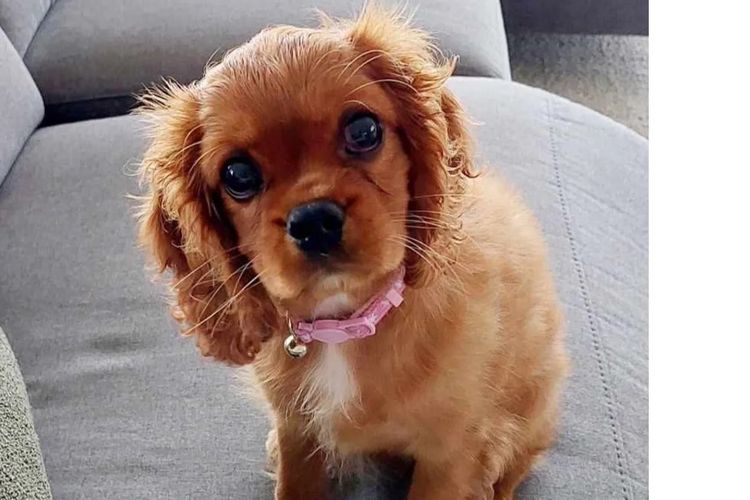 MayBelDREAM CAVALIERS ~  ANKC Dogs Australia