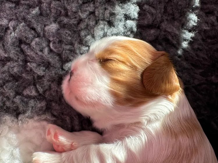 MayBelDREAM CAVALIERS ~  ANKC Dogs Australia