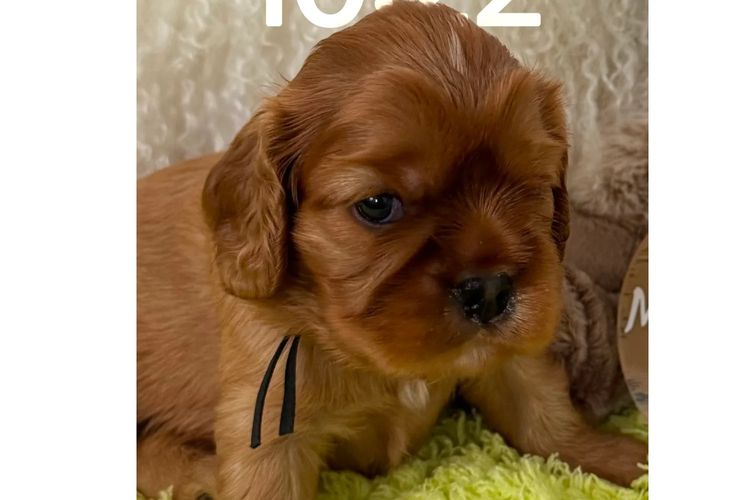 MayBelDREAM CAVALIERS ~  ANKC Dogs Australia