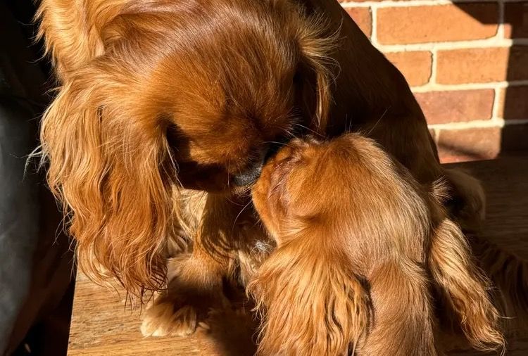 MayBelDREAM CAVALIERS ~  ANKC Dogs Australia