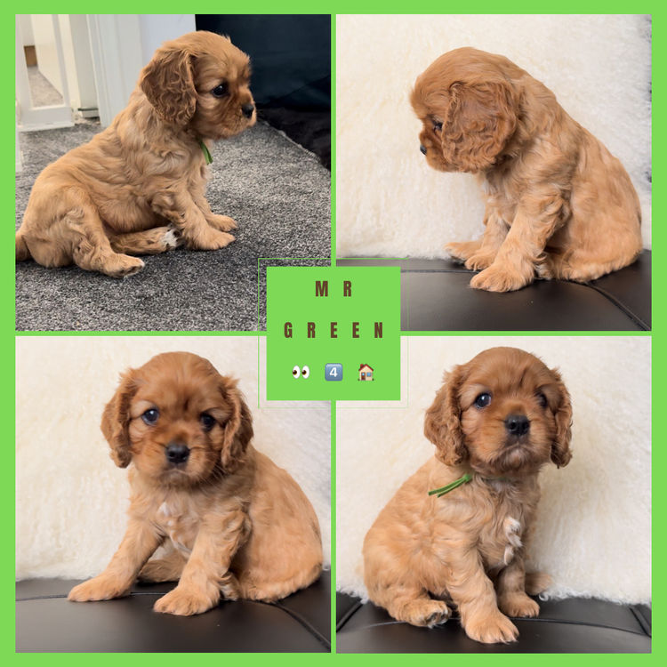 MayBelDREAM CAVALIERS ~  ANKC Dogs Australia
