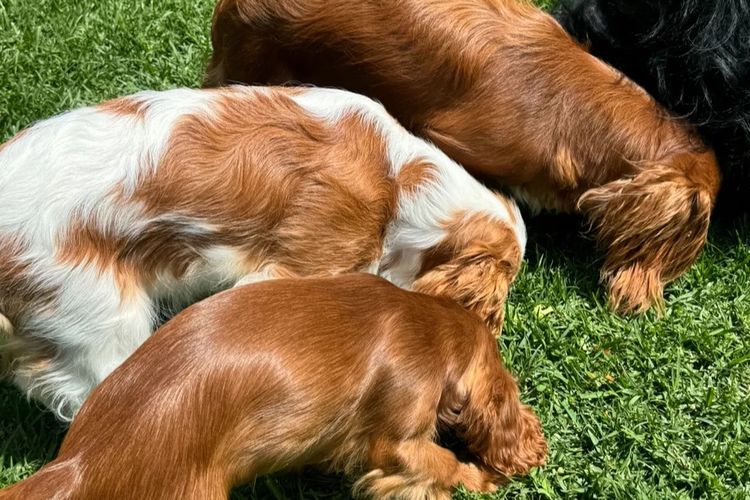 MayBelDREAM CAVALIERS ~  ANKC Dogs Australia