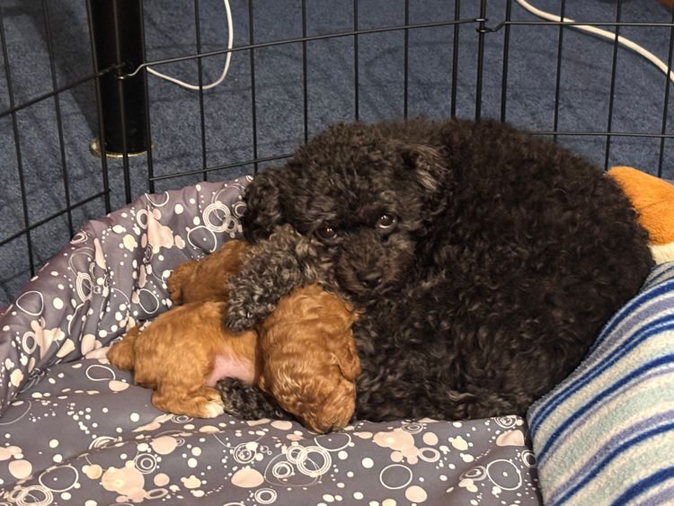 Heart & Home Cavoodles Tas