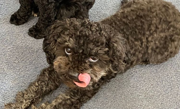 Heart & Home Cavoodles Tas