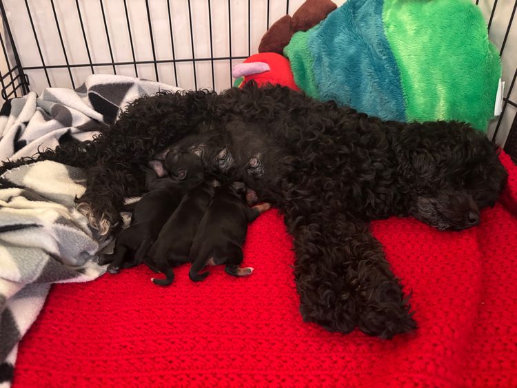 Heart & Home Cavoodles Tas
