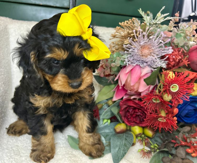 Gately Family Cavoodles